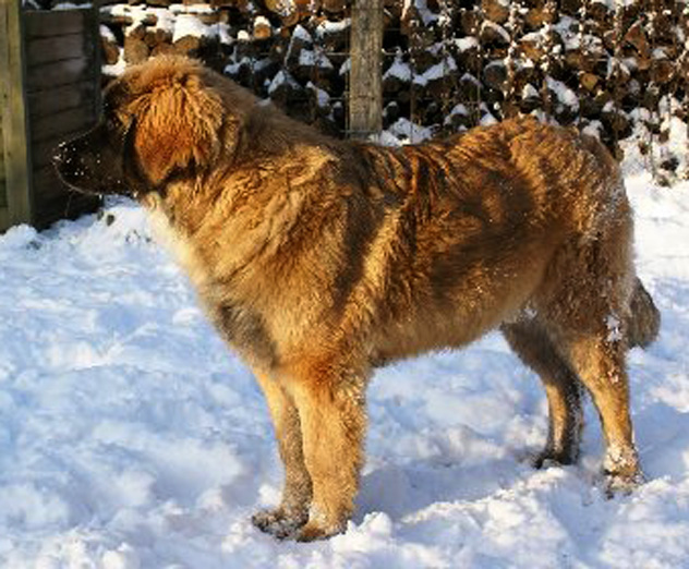 Emeline-prairial Des Neiges de Chantelouve